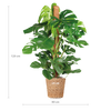 Planten Magie Monstera Deliciosa XL - stijlvolle plant voor interieur