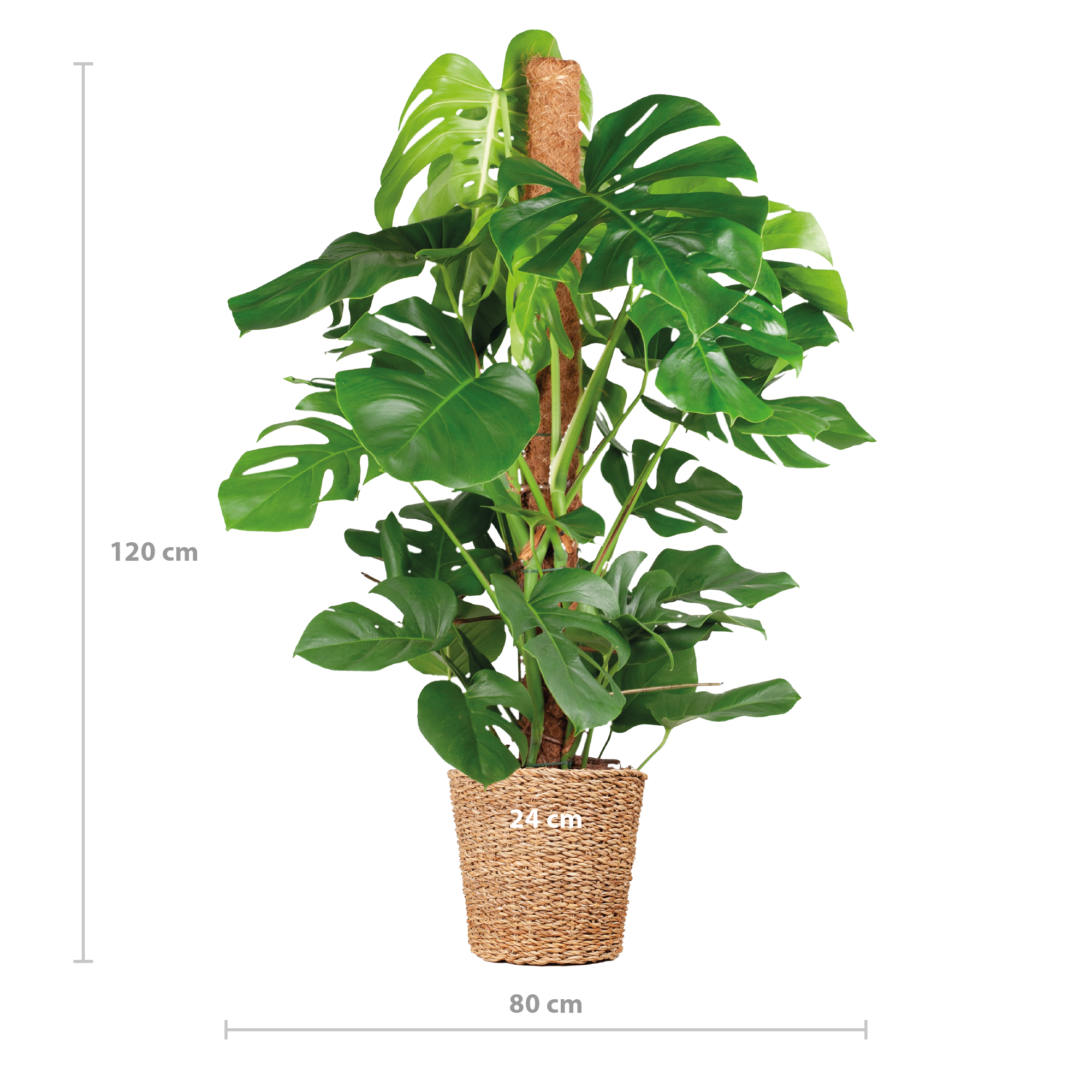 Planten Magie Monstera Deliciosa XL - stijlvolle plant voor interieur