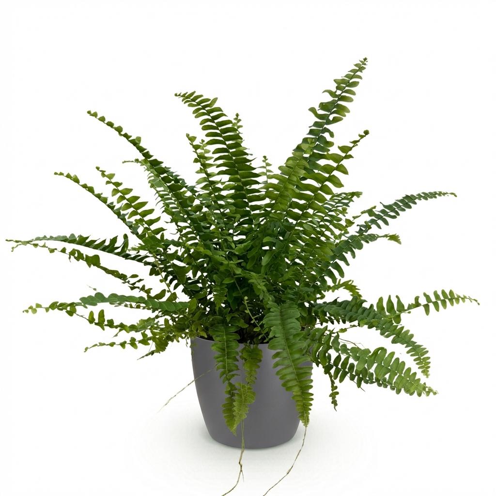 Nephrolepis Green Lady - 25 cm - Ø12 - met Potter grijs - Plant - plantenmagie