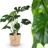 Monstera Deliciosa gatenplant 50–55 cm met mand - Plant - plantenmagie