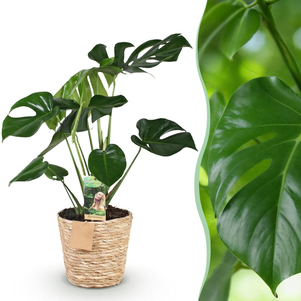 Monstera Deliciosa gatenplant 50–55 cm met mand - Plant - plantenmagie