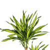 Dracaena Deremensis Rikki – 150 cm-Plant-plantenmagie