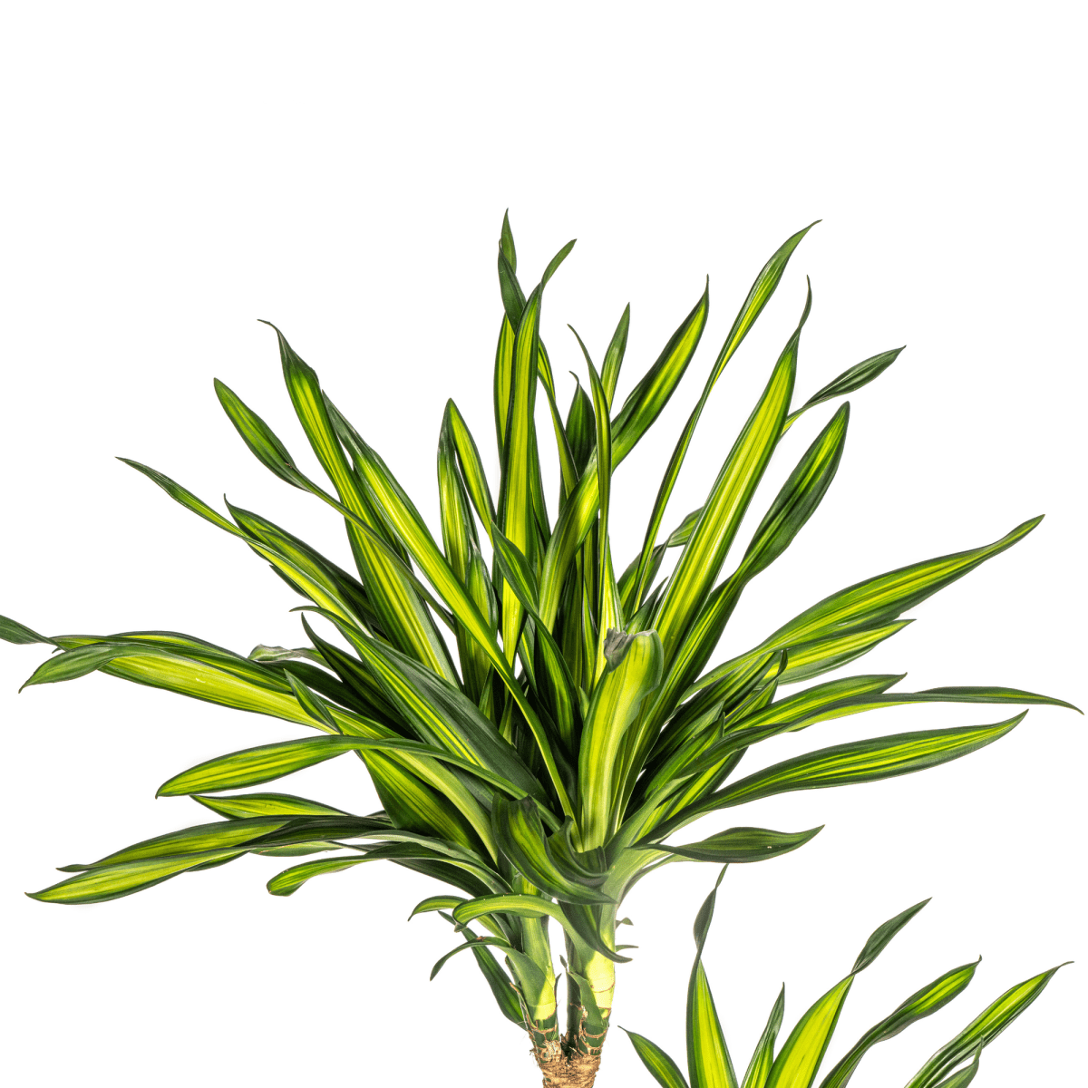 Dracaena Deremensis Rikki – 150 cm-Plant-plantenmagie