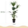 Kentia palm (Howea forsteriana) 120–130 cm met mand (Ø21) - Plant - plantenmagie