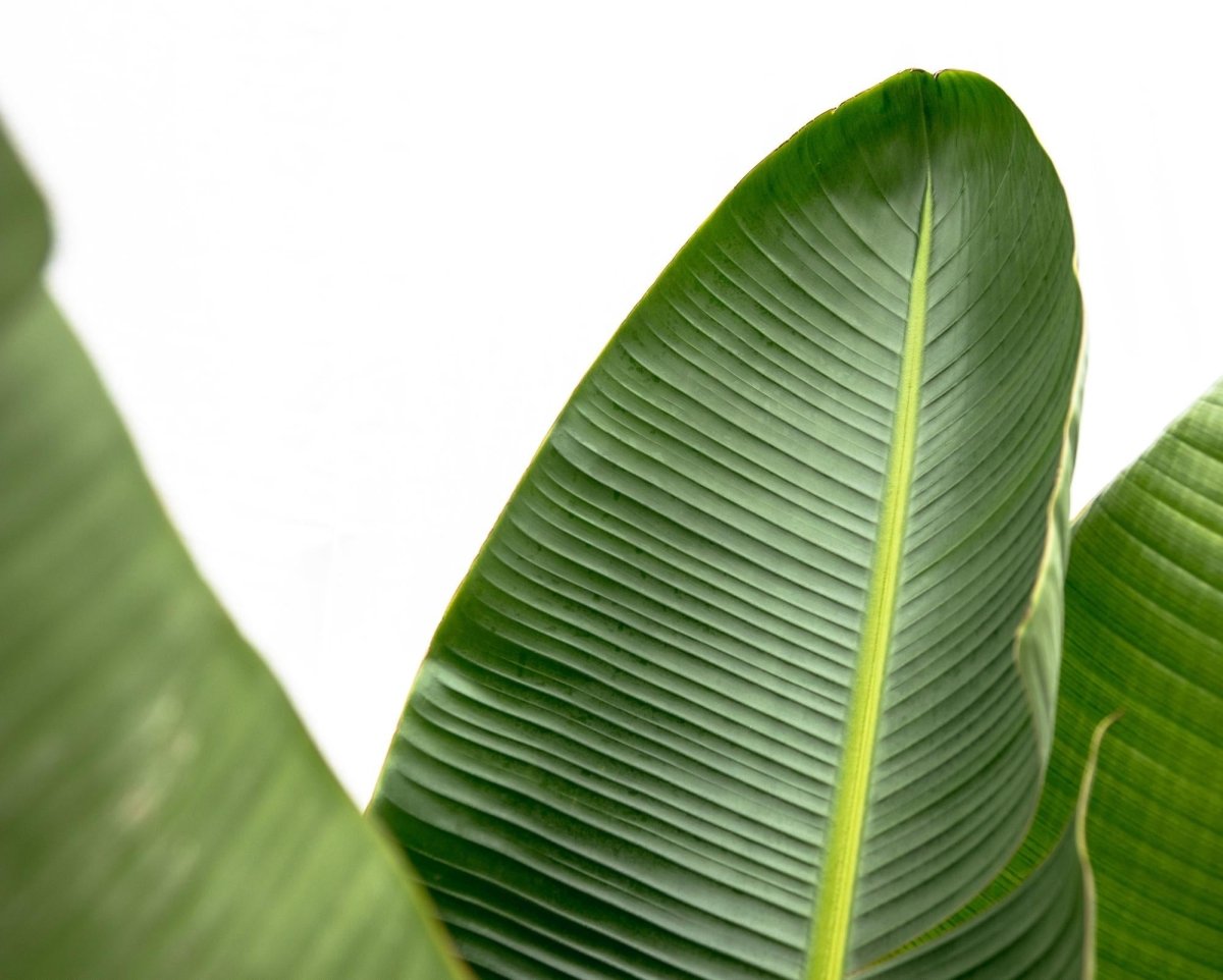 Strelitzia Augusta de luxe XXL - 250cm - ø38 - Plant - plantenmagie