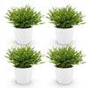 Bamusa Pogonatherum Monica – 20 cm - Plant - plantenmagie
