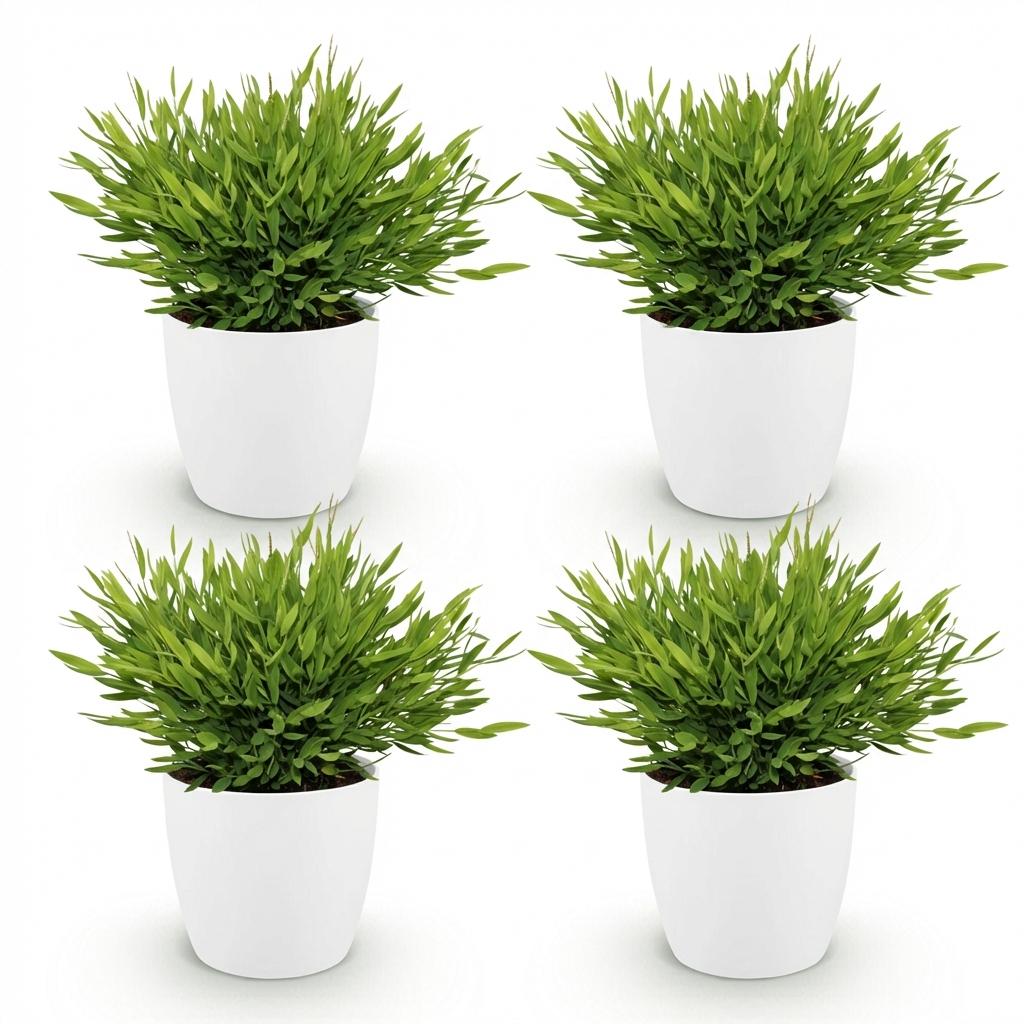 Bamusa Pogonatherum Monica – 20 cm - Plant - plantenmagie