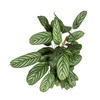 Calathea Oppenheimiana Ø24cm - ↕80 - 100cm - Plant - plantenmagie