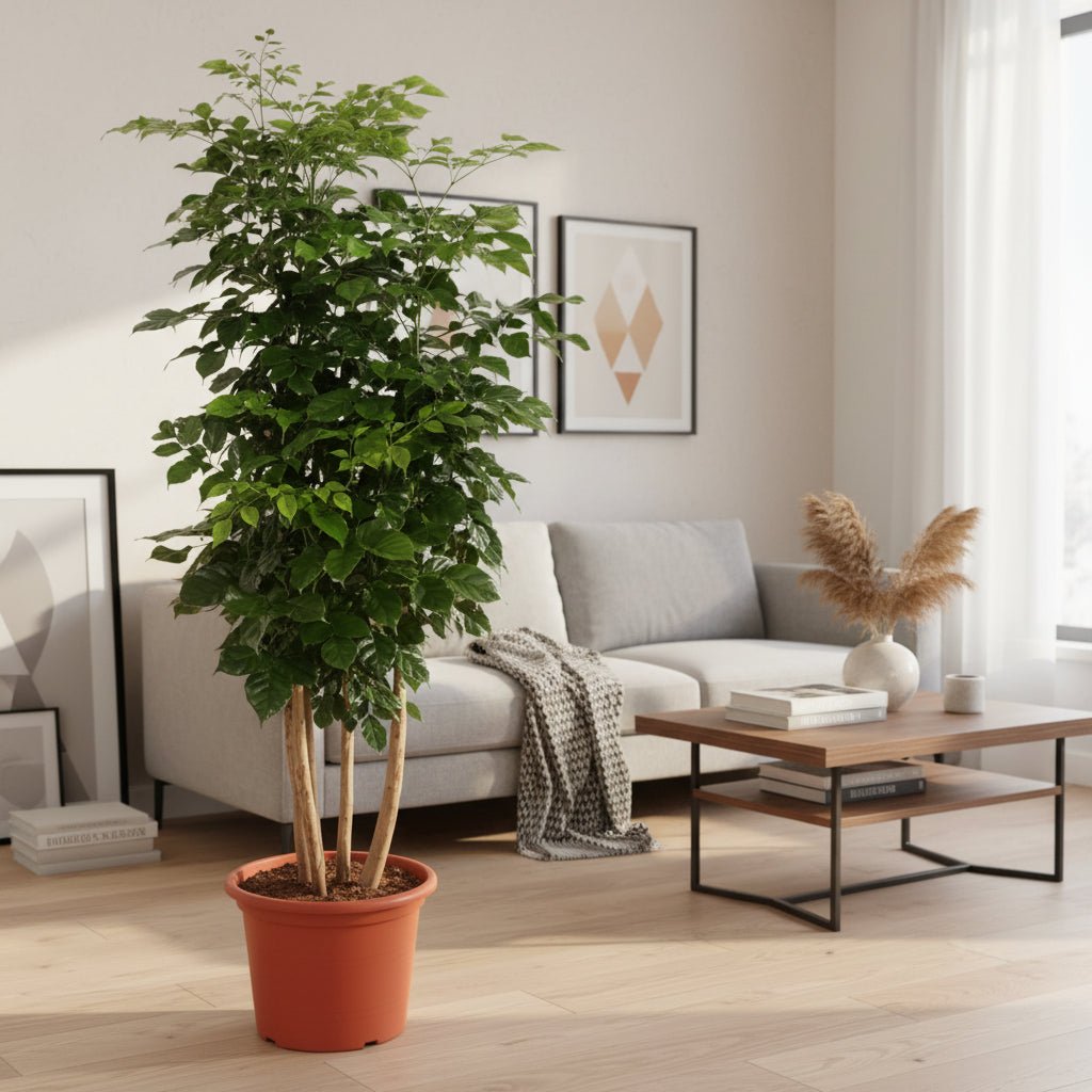 Radermachera Hainanensis - 190 cm - ø40 - Plant - plantenmagie