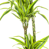 Dracaena Deremensis Lemon Lime – 150 cm-Plant-plantenmagie