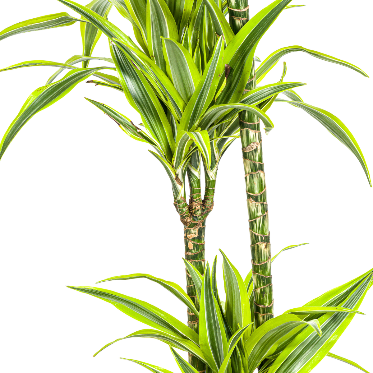 Dracaena Deremensis Lemon Lime – 150 cm-Plant-plantenmagie