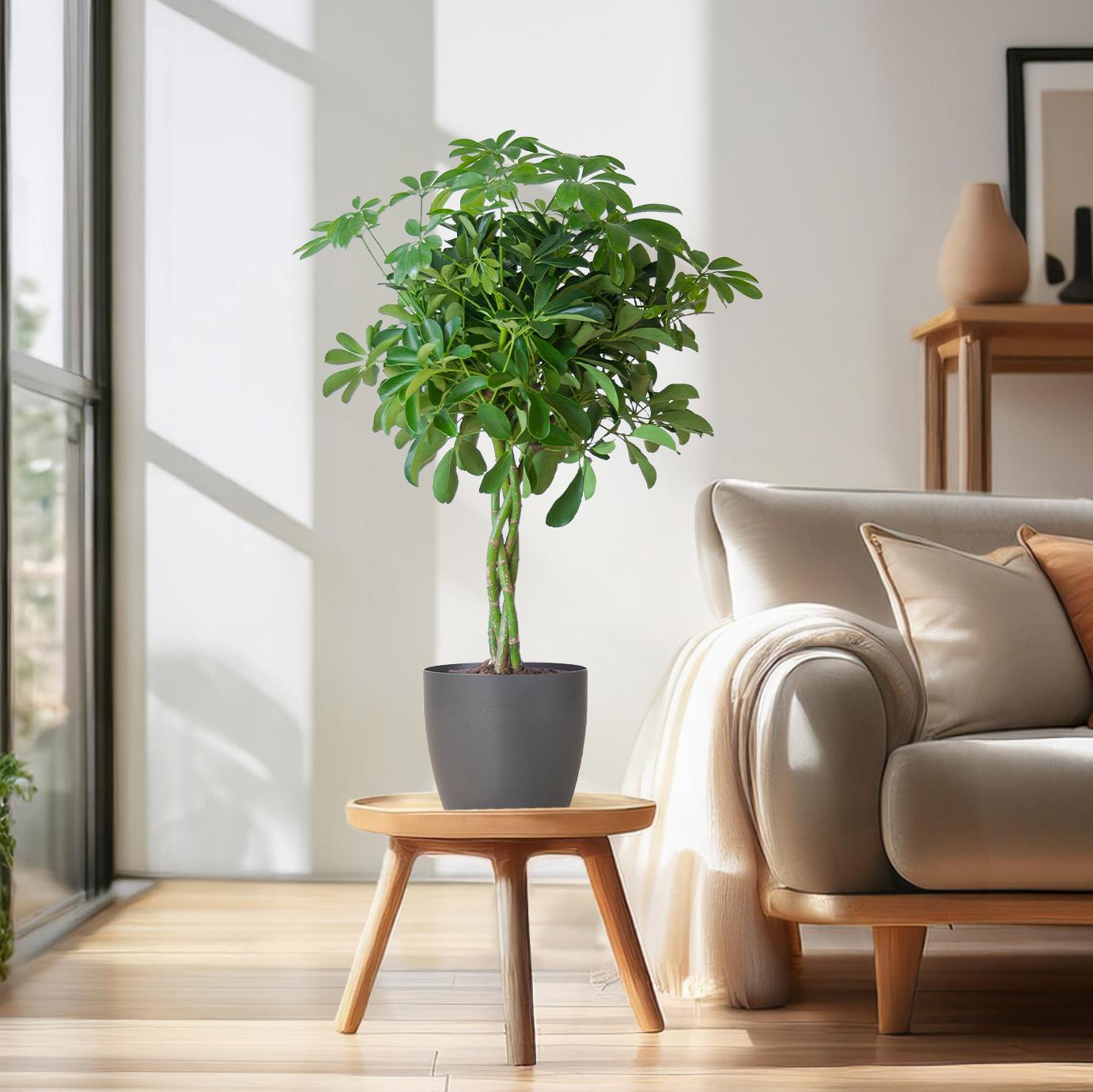 Schefflera Arboricola Nora in duurzame bioplastic Viber pot – Vingerplant kamerplant