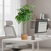Pachira Aquatica XL Geldboom met gevlochten stam in Torun mand – 140cm kamerplant