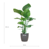 Paradijsvogelplant Strelitzia Nicolai in modern interieur