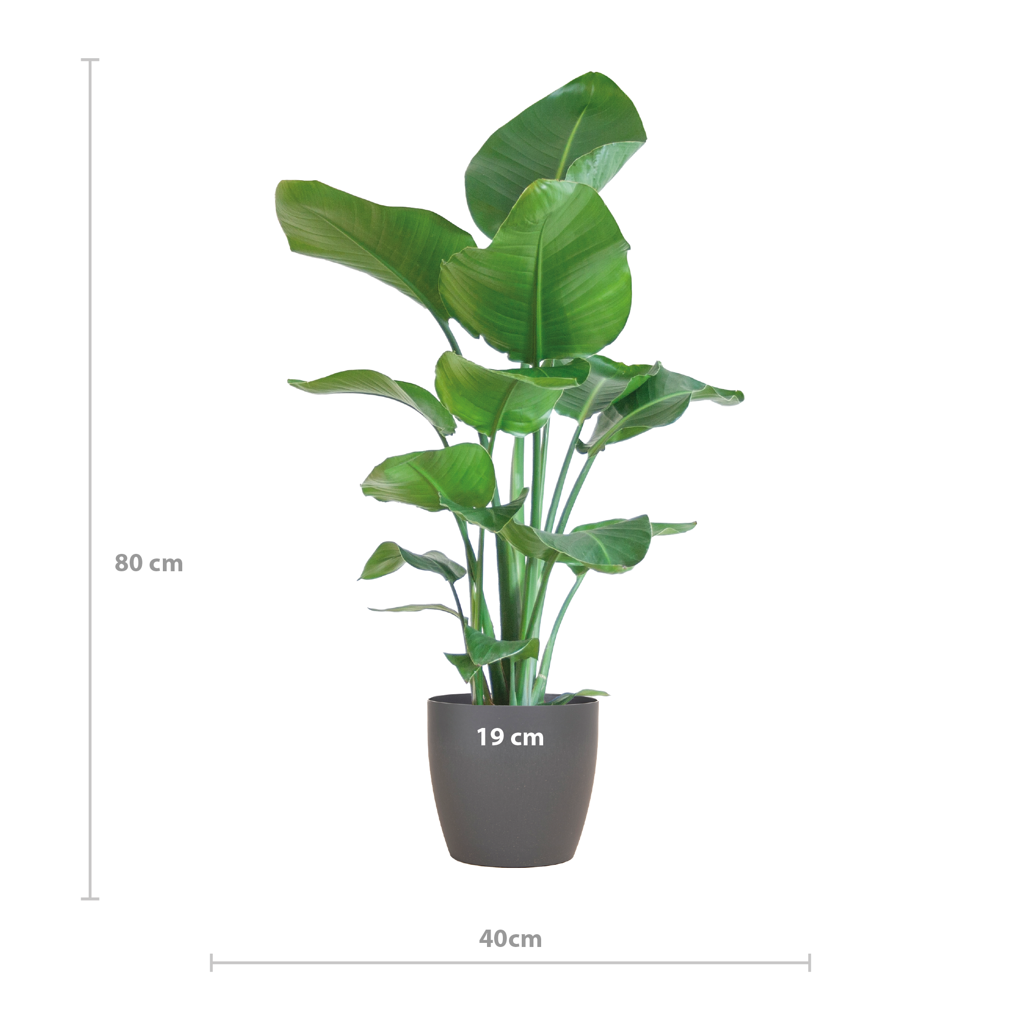 Paradijsvogelplant Strelitzia Nicolai in modern interieur
