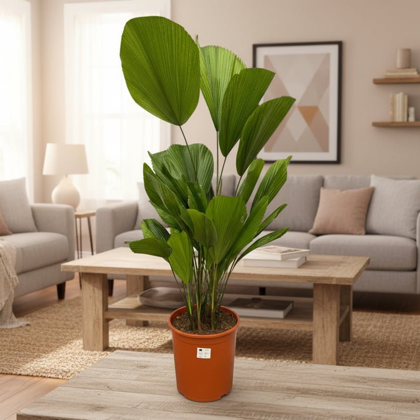 Licuala Grandis - 100 cm - ø19 - Plant - plantenmagie