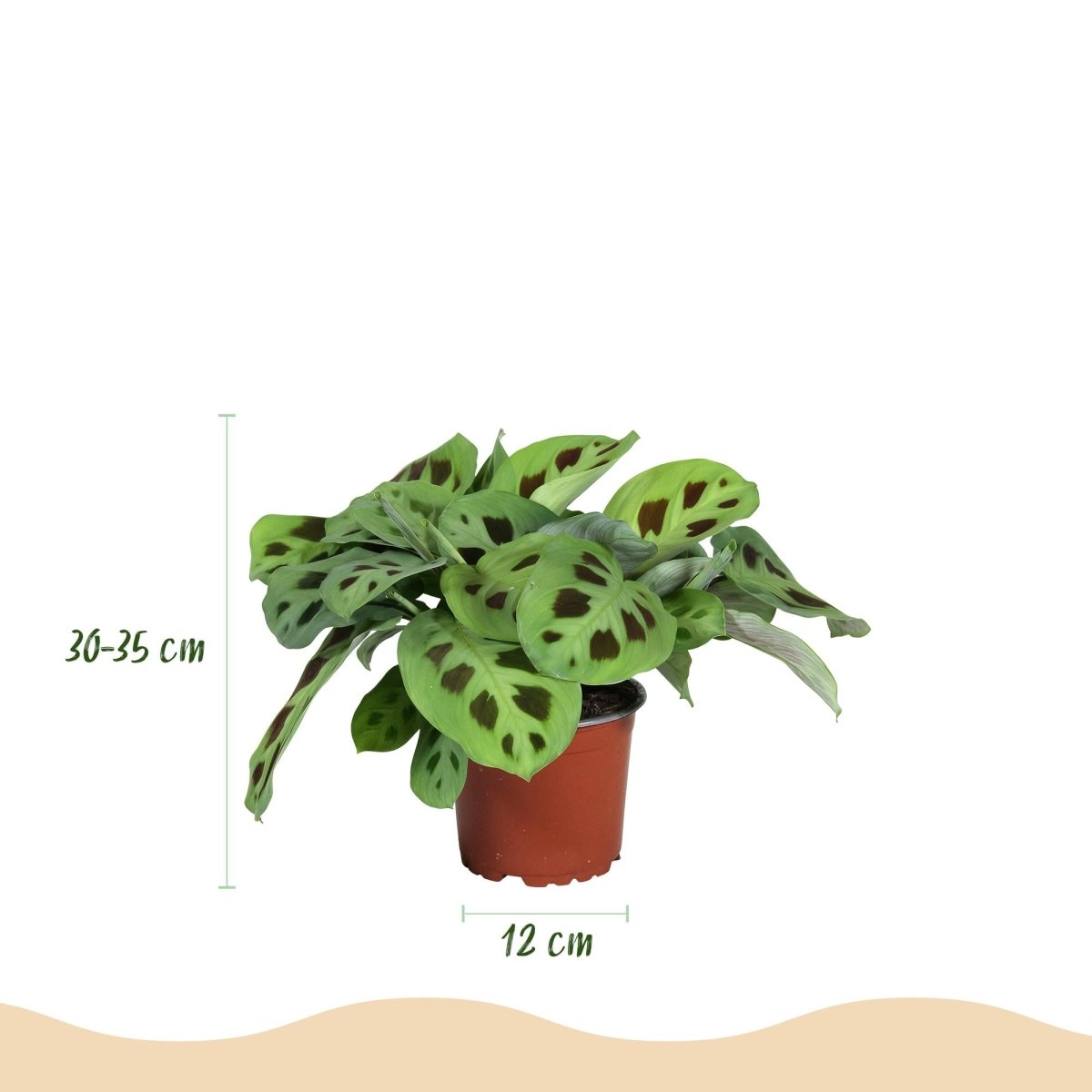 Marantha Silverband, Marantha Lemon Lime Marantha Kerchoveana - Gebedsplant - Huisdiervriendelijke Plant - 3 Planten-Plant-Planten Magie