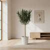 Nerium Oleander op stam met rode bloem - 110cm - Ø22