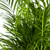 Dypsis Areca Lutescens goudpalm 100–120 cm met mand Ø21 cm - Plant - plantenmagie