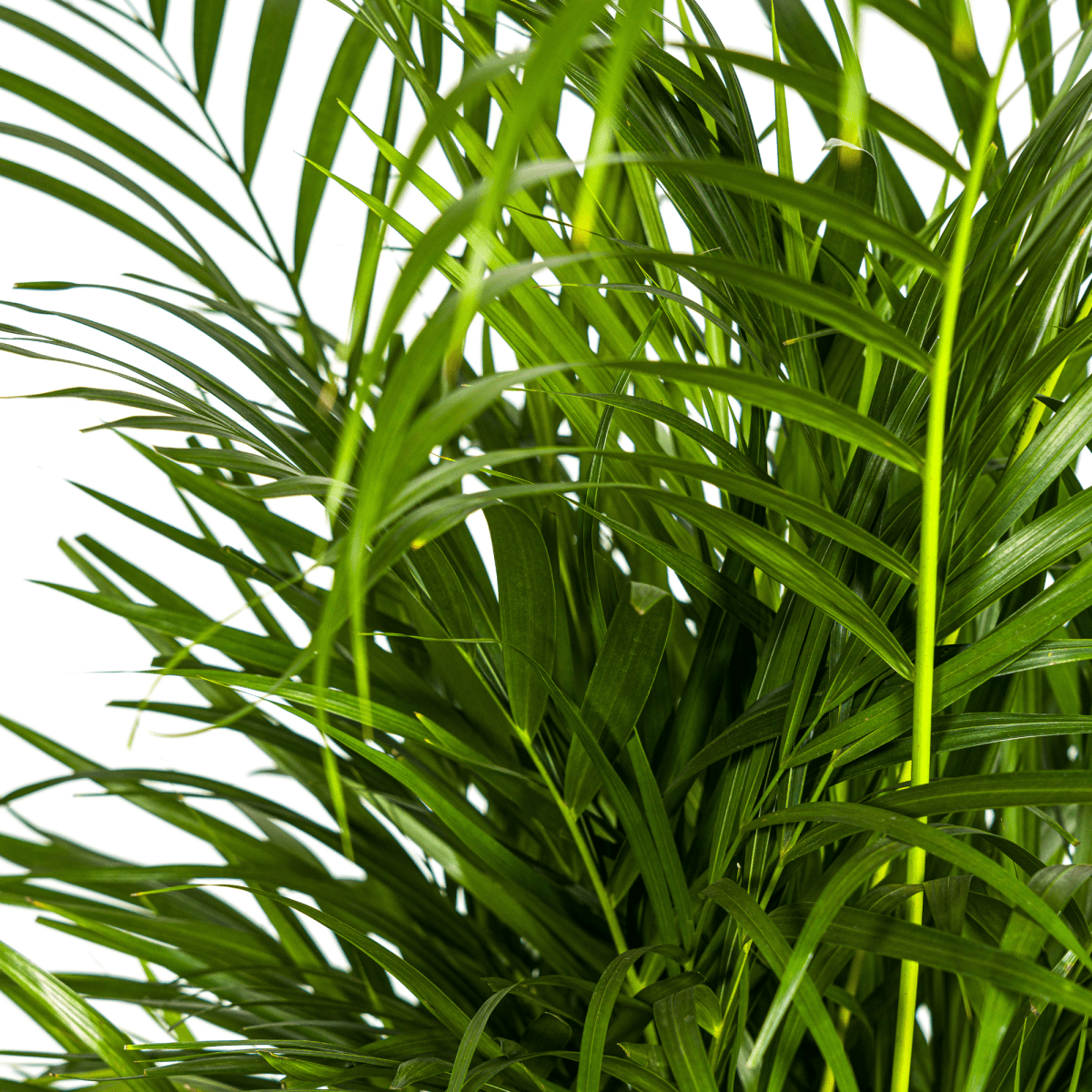 Dypsis Areca Lutescens goudpalm 100–120 cm met mand Ø21 cm - Plant - plantenmagie