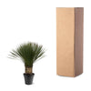 Yucca Rostrata - 80 - 100cm- Ø38-Plant-plantenmagie