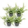 Pteris Albolineata lintvaren - 20 cm - Ø12 - set van 4 met grijze pot - Plant - plantenmagie