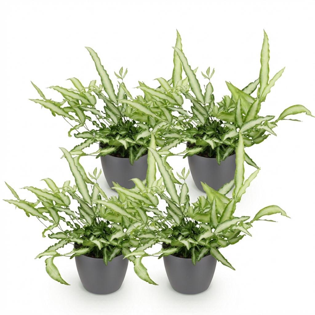 Pteris Albolineata lintvaren - 20 cm - Ø12 - set van 4 met grijze pot - Plant - plantenmagie
