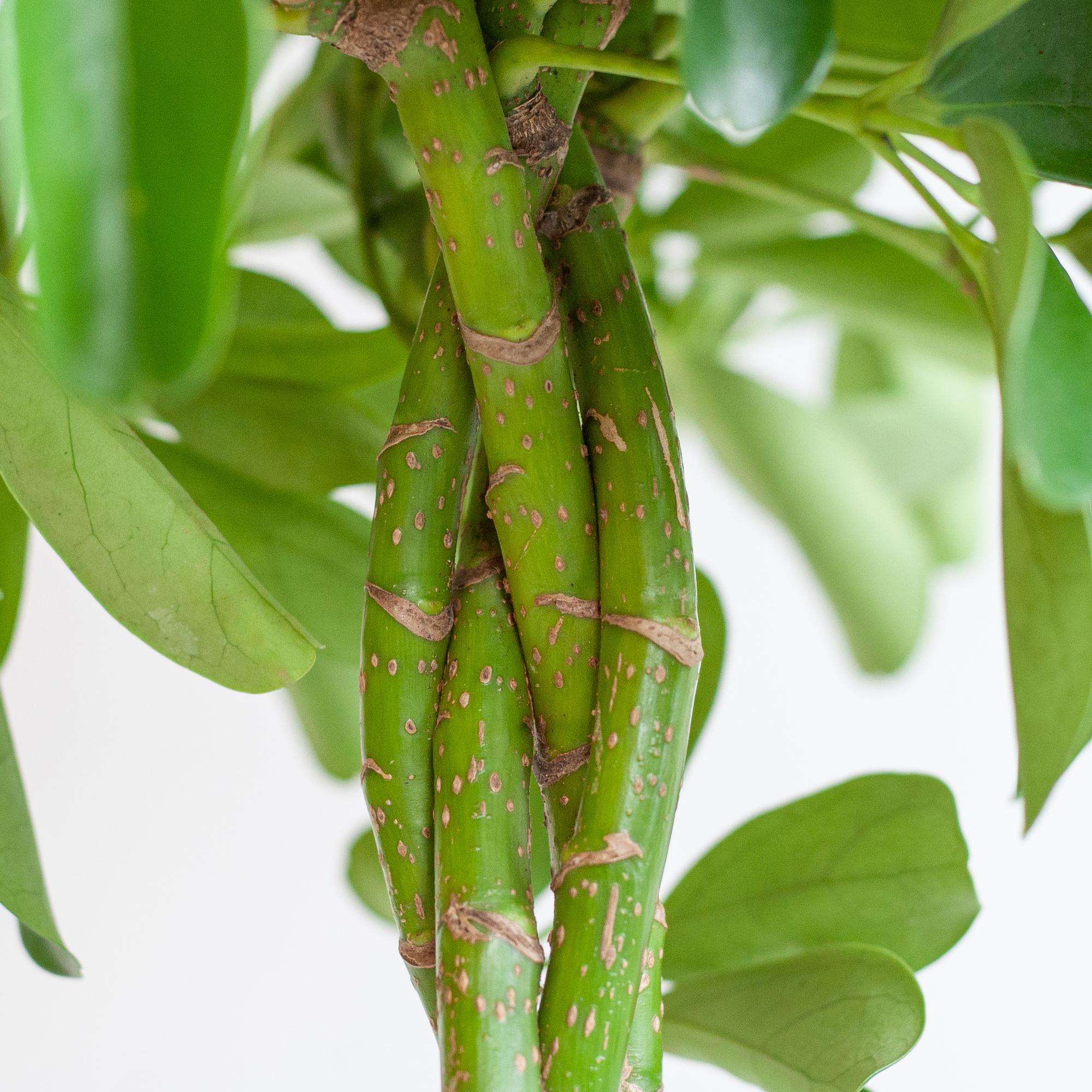 Schefflera Nora in witte duurzame pot – ideaal voor woonkamer of kantoor