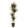 Dracaena Marginata - 180 cm - ø27 - Plant - plantenmagie