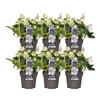kerstroos-christmas-carol-in-bloempot-op-terras