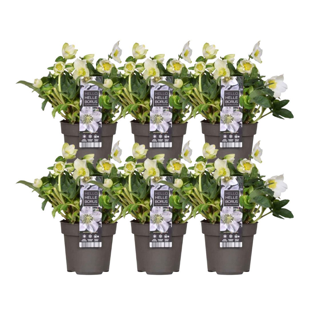 kerstroos-christmas-carol-in-bloempot-op-terras