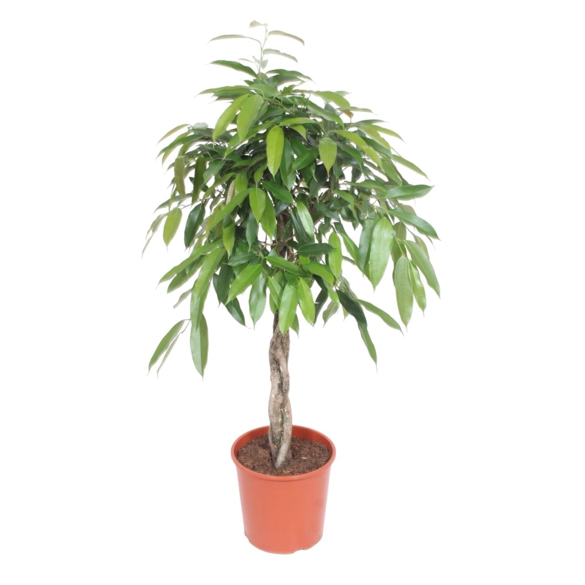 Ficus Amstel King gevlochten stam - 140 cm - ø30 - Plant - plantenmagie