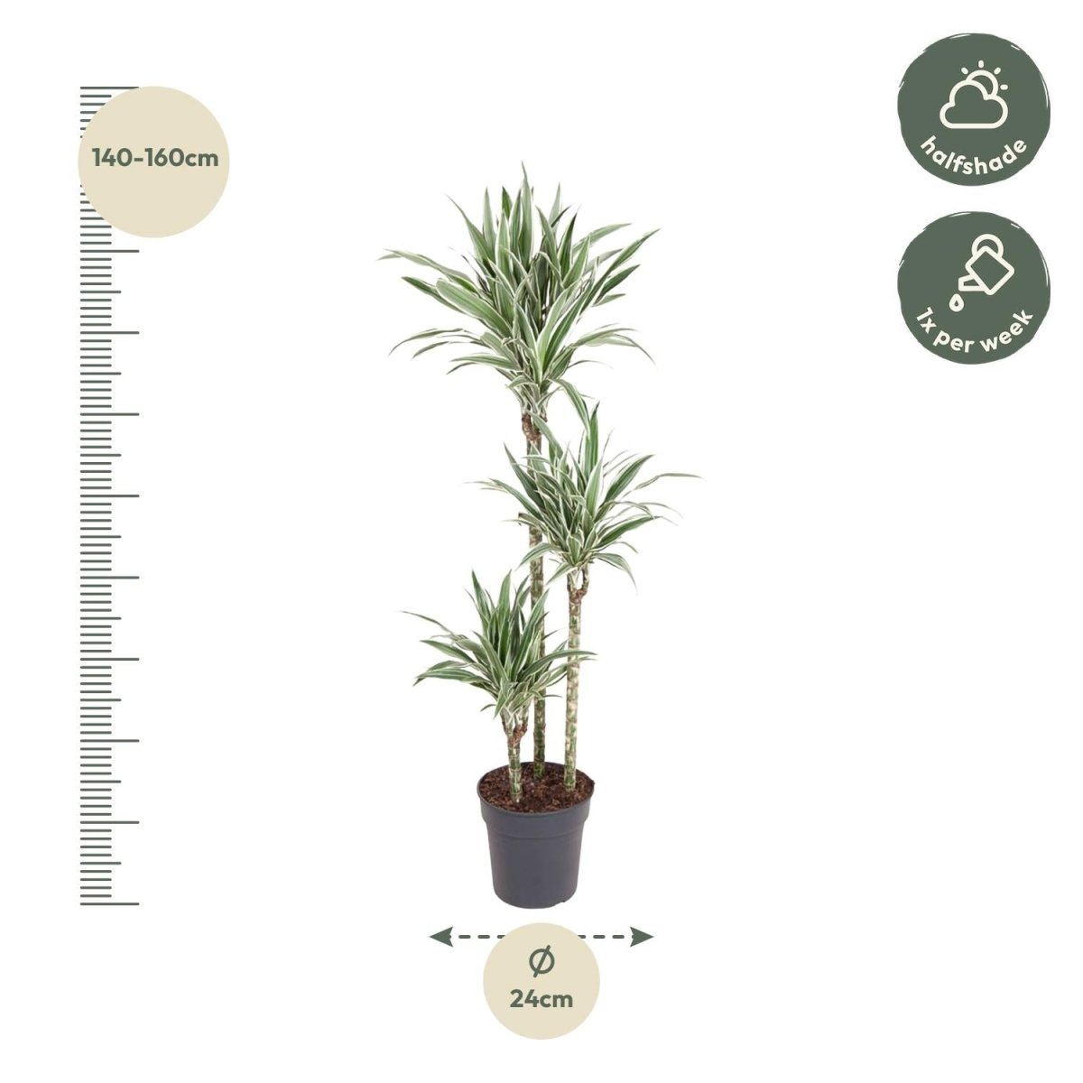 Dracaena White Stripe - 150 cm - ø24 - Plant - plantenmagie