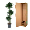 Dracaena Tatuade - 140 cm - ø24 - Plant - plantenmagie
