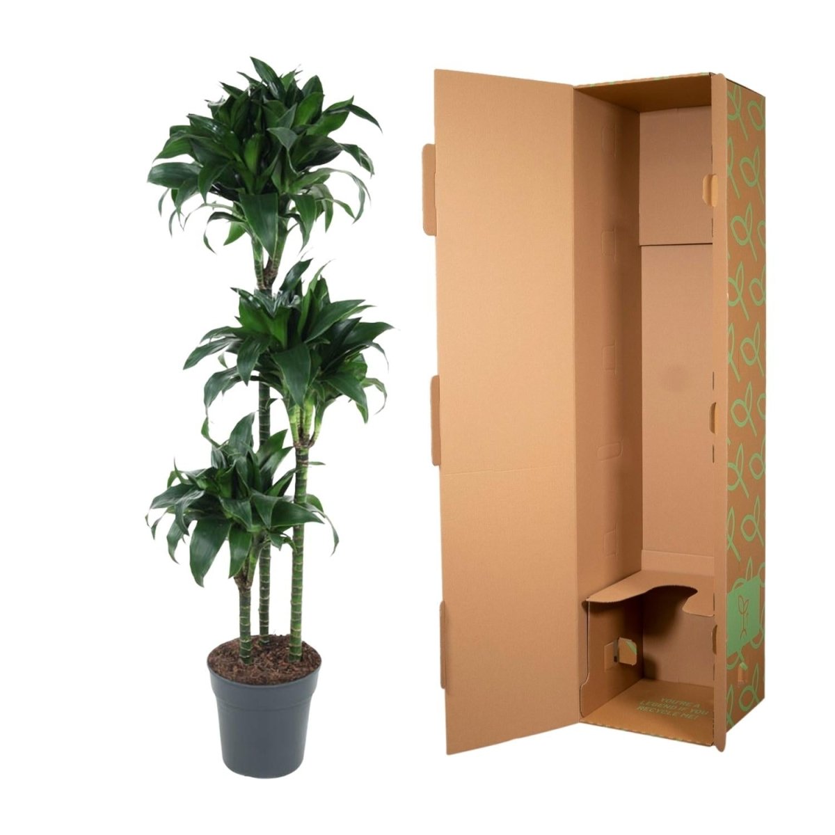 Dracaena Tatuade - 140 cm - ø24 - Plant - plantenmagie