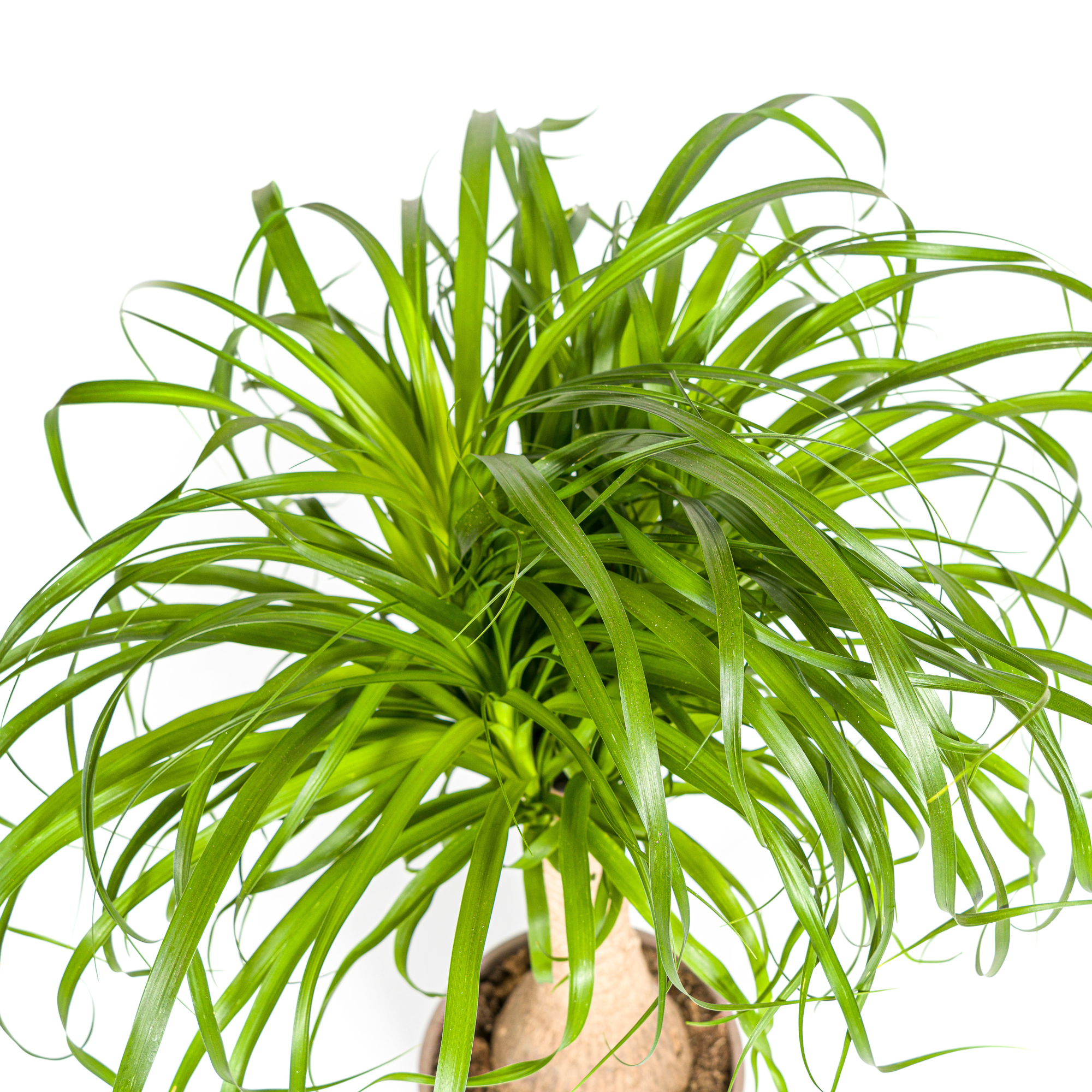 Kamerplant Beaucarnea Recurvata 60–80cm hoog