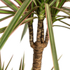 dracaena-marginata-bicolor-kamerplant-in-mand-plantendecoratie