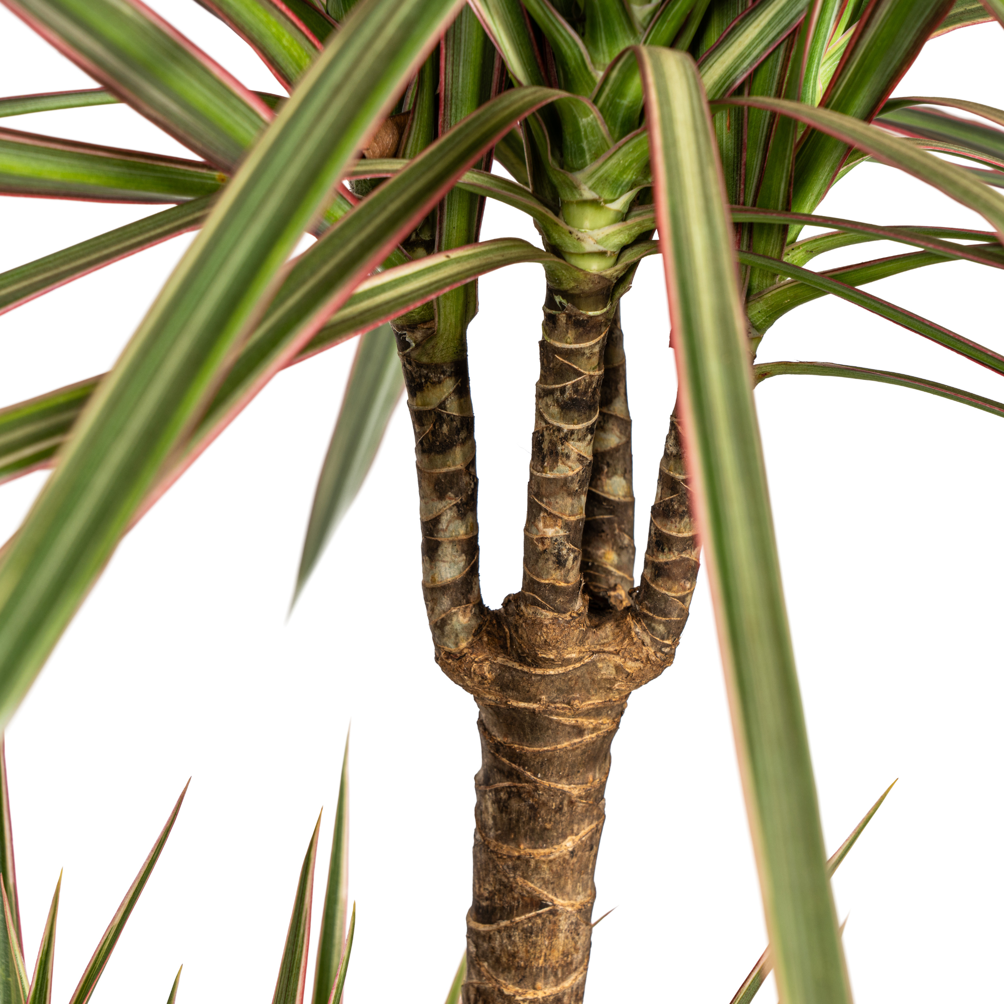 dracaena-marginata-bicolor-kamerplant-in-mand-plantendecoratie