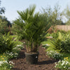 Chamaerops Humilis multi stam 160–180 cm Ø45 cm - Plant - plantenmagie