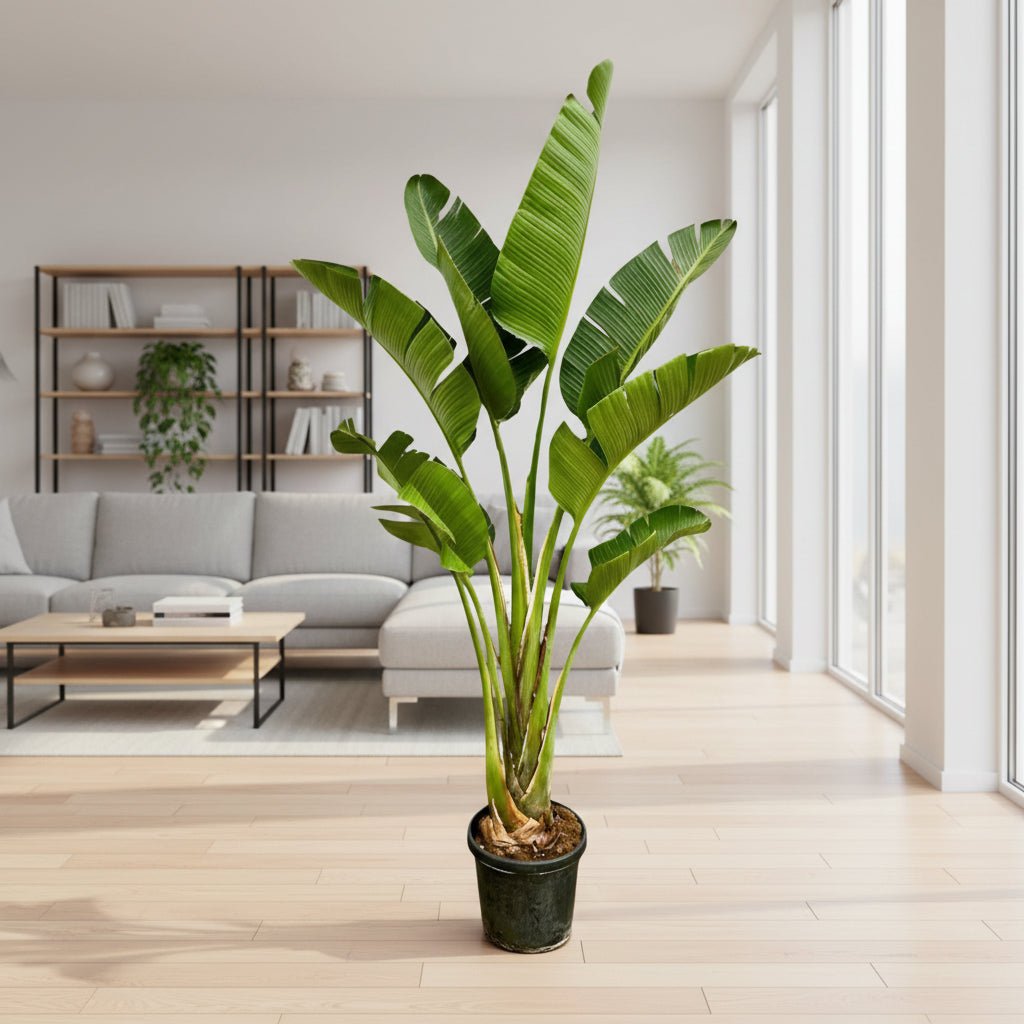 Strelitzia Augusta - 250cm - ⌀45 - Plant - plantenmagie