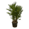 Chamaerops Humilis multi stam – 220 cm-Plant-plantenmagie