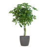 Schefflera Nora Vingerplant met handvormige glanzende bladeren