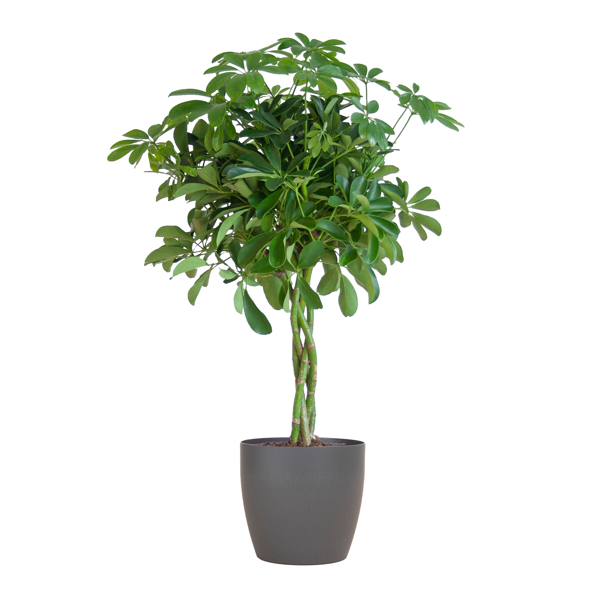 Schefflera Nora Vingerplant met handvormige glanzende bladeren