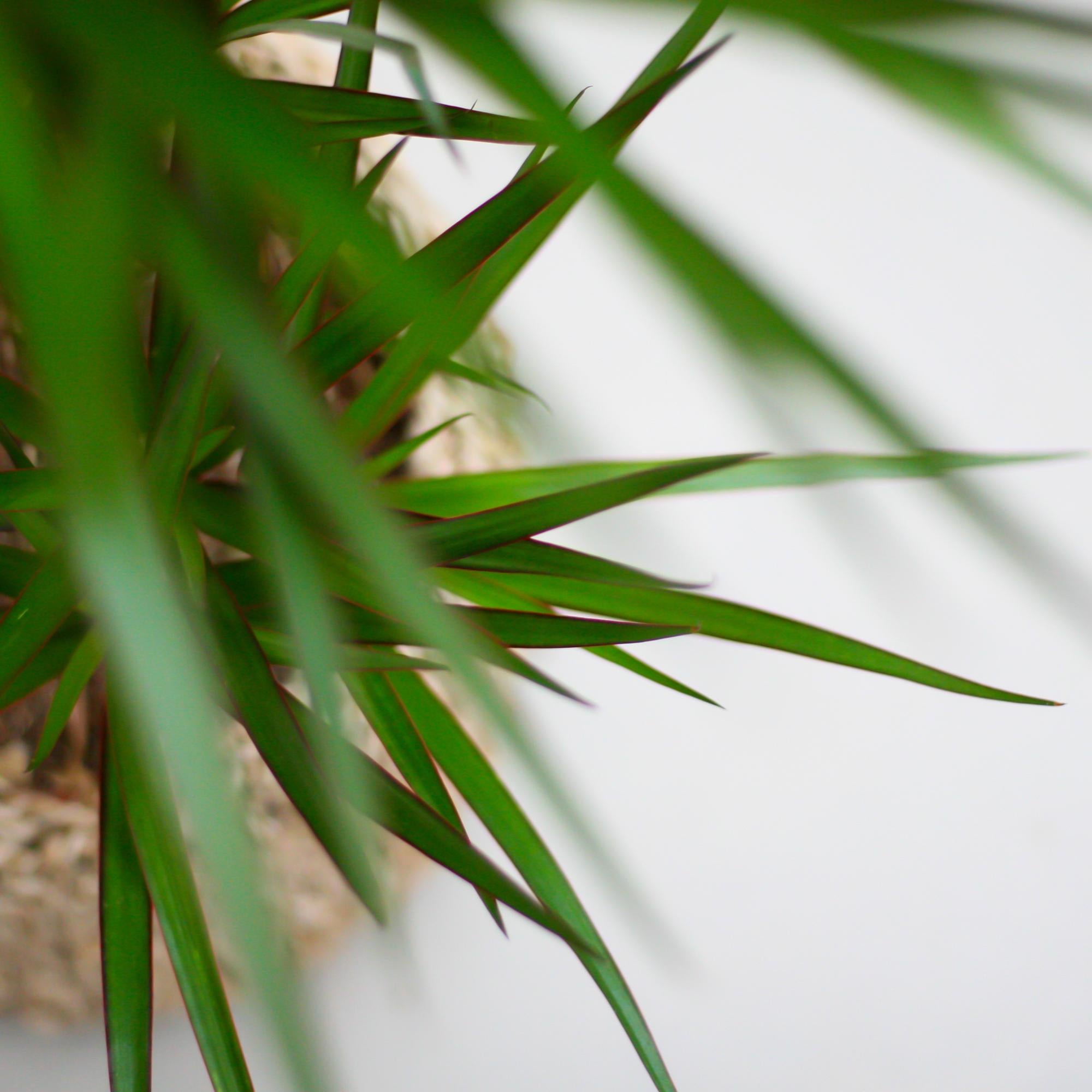 Luchtzuiverende kamerplant Dracaena Marginata close-up bladeren