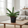Sansevieria Skyline - 25 cm - ø10,5 - Plant - plantenmagie