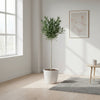 Nerium Oleander op stam met witte bloem - 170cm - Ø30