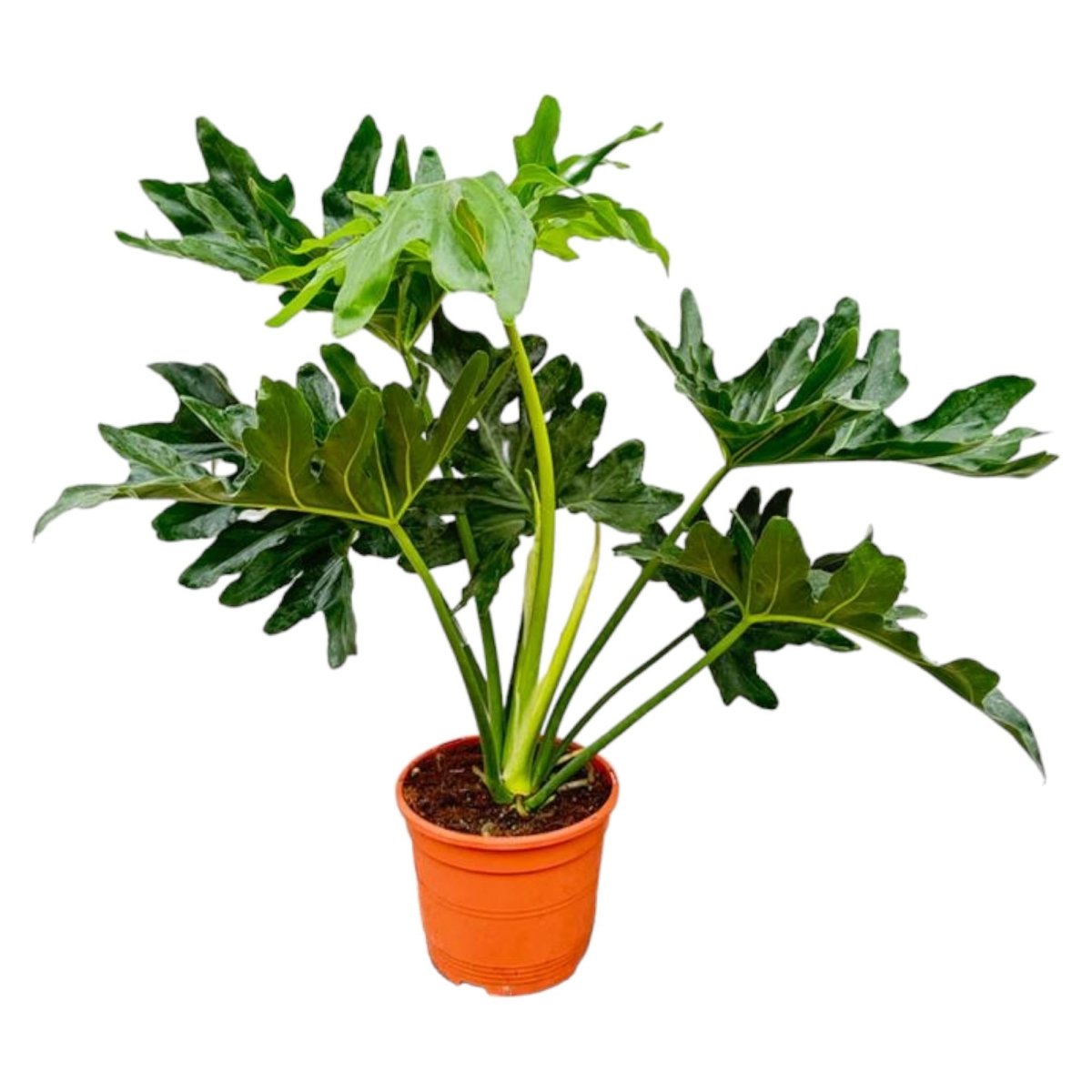 Philodendron Selloum - 60 cm - Ø22 - Plant - plantenmagie
