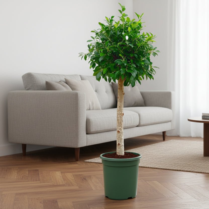 Ficus Nitida op stam - 130 cm - ø30 - Plant - plantenmagie