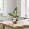 Philodendron White Princess kamerplant in pot Ø12cm - donkergroene bladeren met witte nerven