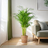 Areca Palm XL in Torun mand – Luchtzuiverende kamerplant 120 cm